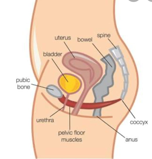 Schematic showing pelvic floor muscle location